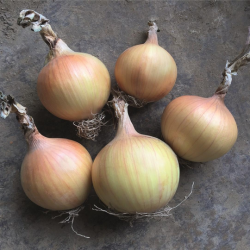 Cebula Hysinger f1 B-MOX Primed dGS Precision  250 000 nasion st